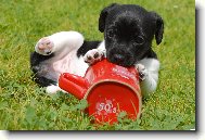 Souboj s hrn��kem