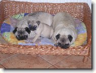 Na�e Mops� d�ti ���A, V�VA A M�FA