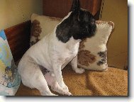 Andulka z D��iny