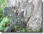 K�� zarostl� do stromu