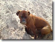 Gorb�k, ��ch�n� do p�sku