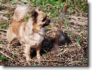 �ivava Celestine Jolly Pixie