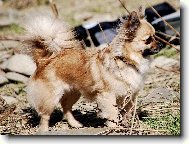 �ivava CH Celestine Jolly Pixie