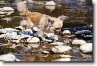 �ivava Celestine Jolly Pixie