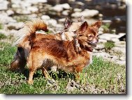 �ivava - chihuahua Cassiopeia Space beauty