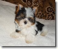 Biewer �t���tko