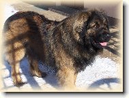 Leonberger v zim�