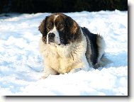 Moskevsk� str�n� pes