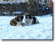 Moskevsk� str�n� pes