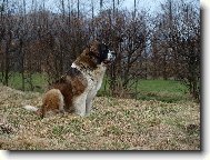 Moskevsk� str�n� pes