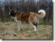 Moskevsk� str�n� pes