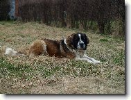 Moskevsk� str�n� pes