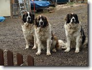 Moskevsk� str�n� pes