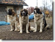 Moskevsk� str�n� pes