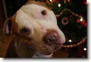 � mil��ek ALFI - BEN