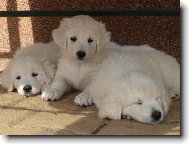 Slovensk� �uva�