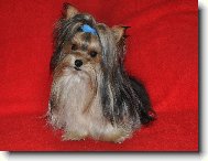 Biewer Yorkshire Terrier