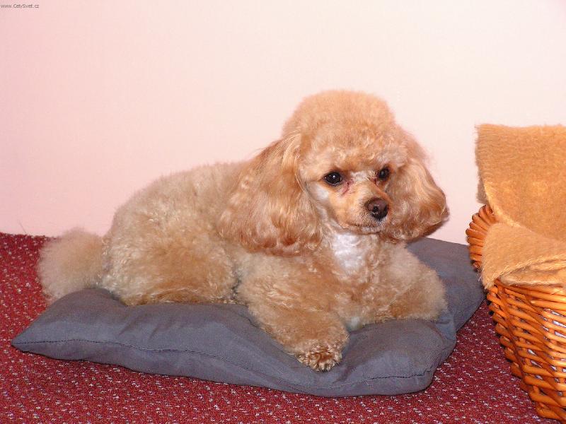 Foto: Maxim�ln� Maximova pohoda-M�m sice nov� pel�ek,ale pol�t��ek je lep��.