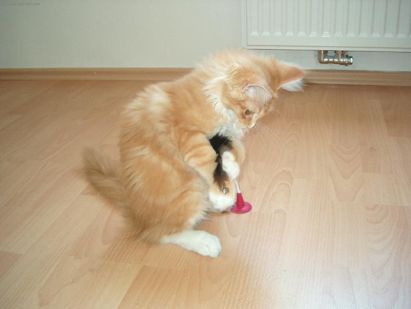 Foto: Dostanu t� na lopatky-Kocourek Fanda