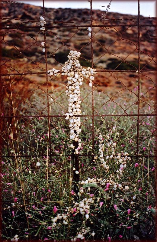 Foto: K��-p��roda um�