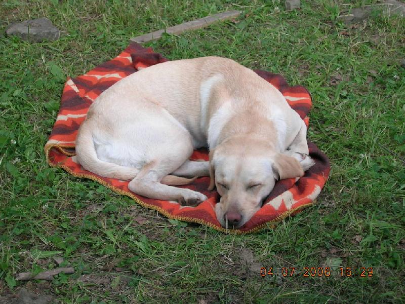 Foto: Sladk� sny-Unaven� Aimi, po t�dnu �t�k�n� a cht��e po h�zen� klack� kone�n� v klidu.