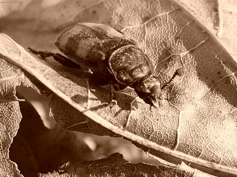 Foto: hroba��k na listu