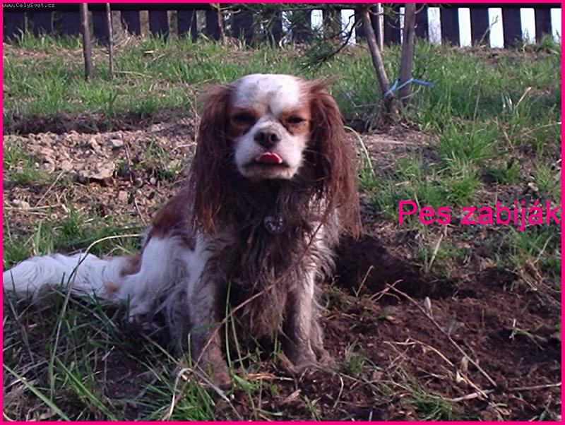 Foto: A um�vat se nebudu!!!!-kkchs na lovu my�i