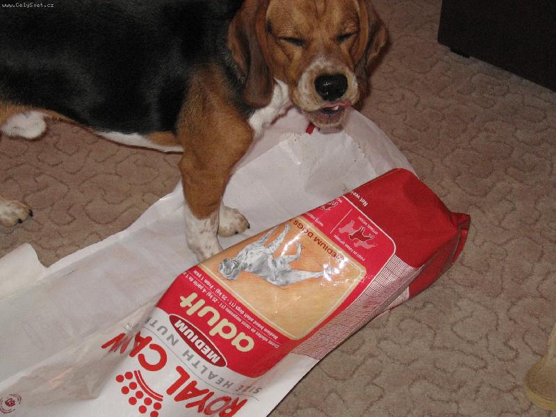 Foto: To je dobrota!-Dingo!Ty jsi to v�echno sn�dl?!