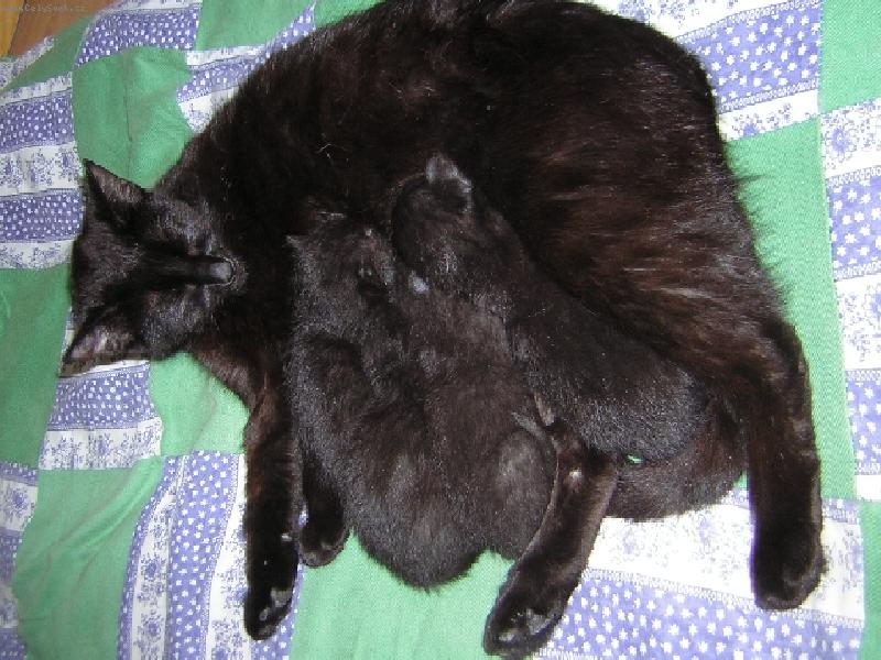 Foto: Jeden velk� �ern� flek-�ern� m�ma,�ern� d�t�tka...jsou tam!Ale najdi je...