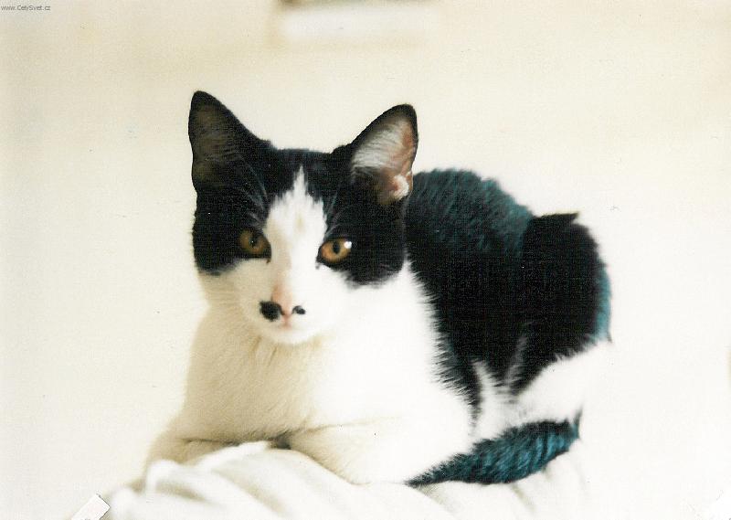 Foto: Laterna-Laterna kterak odpo��vala ...