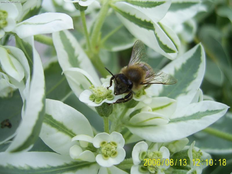 Foto: vz�jemn� pomoc-pry�ec a v�ela