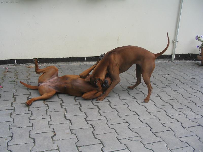 Foto: ...a m�m mamku na lopatk�ch...- Asarah s Balicerou