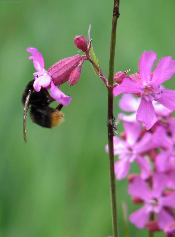 Foto: Kohoutek se �mel�kem