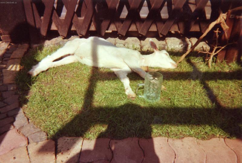 Foto: Hogo fogo-koza kozi�ka