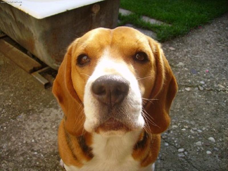 Foto: Pros�m...daj mi ochutna�!