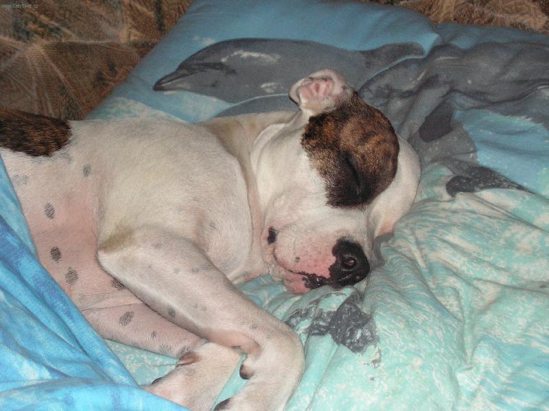 Foto: Dobrou noc-t���k a pani�ka a� si lehne ke mn� do pel�ku...