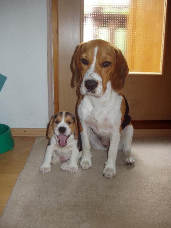 Foto: R�chlo fo�, lebo zasp�me !!!-Biggy a Max