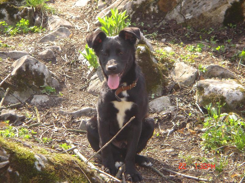 Foto: Tak co na m� ��k�te ?-Ahoj, jmenuji se Charlie a 20.11. mi bude rok. V�e za m� �ekne fotka