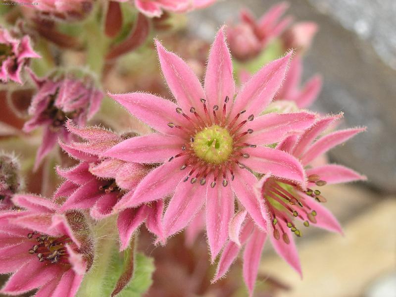 Foto: Net�esk-kr�sa net�esku