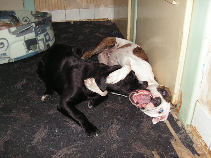 Foto: Sunny a Max-m�j novej k�mo� m� chce snad zakousnout nebo co...budeme mu muset uk�zat kdo je tady ��fem...