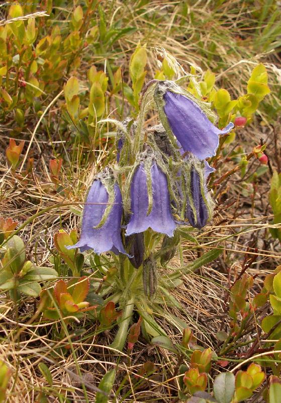 Foto: Zvonek alpsk�-v N�zk�ch Tatr�ch