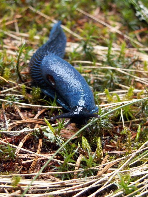 Foto: modranka karpatsk�-taky byste j� odpustili okousan� sal�ty na zahrad�?:)