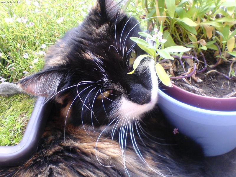 Foto: To je ale pohoda...neru�it!!!-Na�e Charlottka