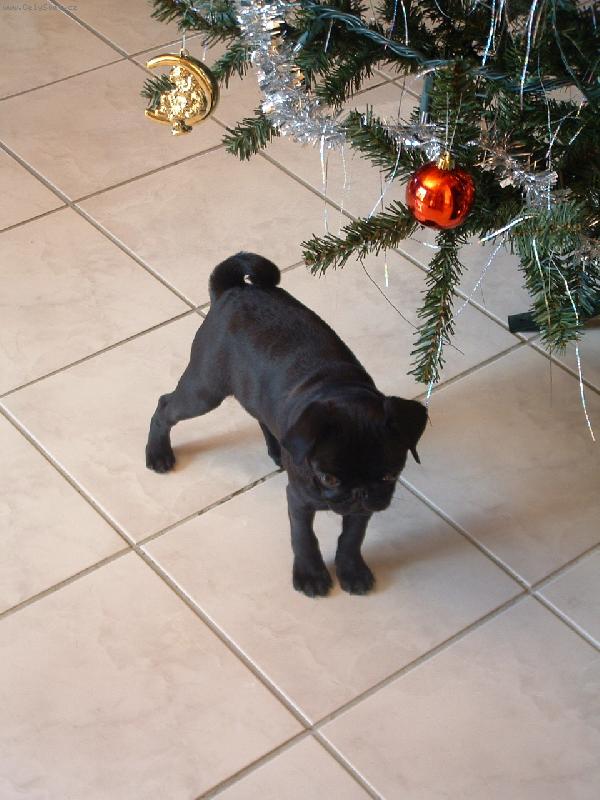 Foto: Me prvni vanoce