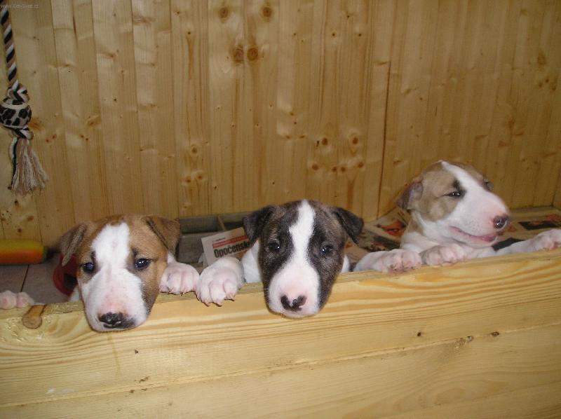 Foto: Bullterri��� kluci