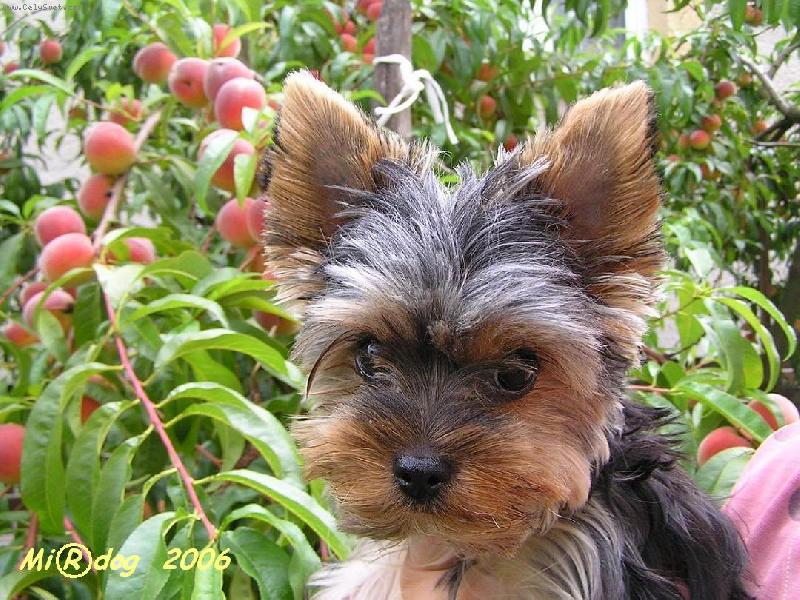 Foto: T��te se na broskvi�ky?-�t�n� york��rsk�ho teri�ra v detailu s pozad�m plod� broskv�