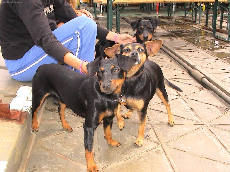 Foto: ��astn� ps�k...-pejsek Max s jednou ze sv�ch sester MAGGIE a matkou DAFN�