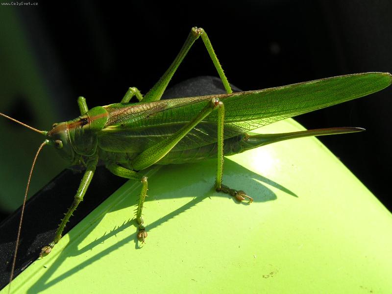 Foto: Saran�e-P�i odjezdu z dovolen�, si n�z drz� obluda sedla na zrc�tko auta.