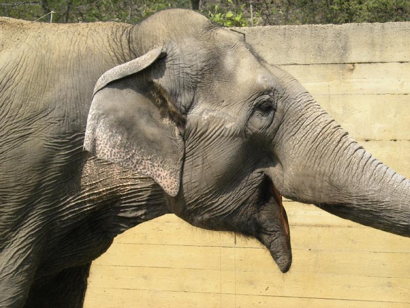 Foto: V ZOO-um�m se i sm�t