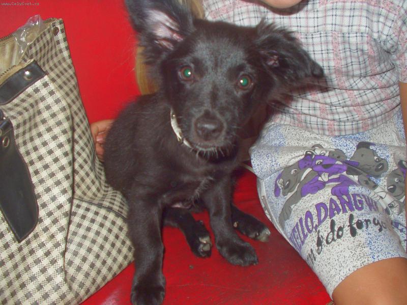 Foto: M�j mil��ek Ben����ek-Je sice k��en� ale chytre a rychle a hravej a slu�neeej!!!